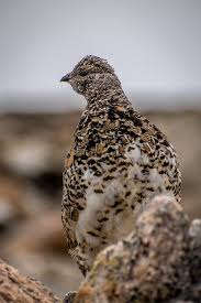 Attēlu rezultāti vaicājumam “Lagopus lagopus female”