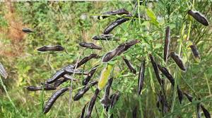Attēlu rezultāti vaicājumam “Cytisus scoparius fruit”