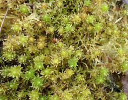 Attēlu rezultāti vaicājumam “Sphagnum fimbriatum”