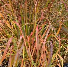 Attēlu rezultāti vaicājumam “Calamagrostis purpurea flower”