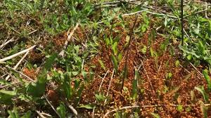 Attēlu rezultāti vaicājumam “Carex arenaria  flower”