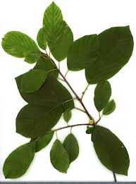 Attēlu rezultāti vaicājumam “Frangula alnus leaf”