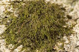 Attēlu rezultāti vaicājumam “Serpoleskea subtilis”