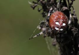 Attēlu rezultāti vaicājumam “Araneus quadratus”