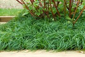 Attēlu rezultāti vaicājumam “Carex caryophyllea fruit”
