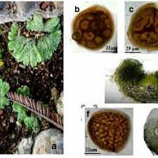 Attēlu rezultāti vaicājumam “Harpanthus scutatus”