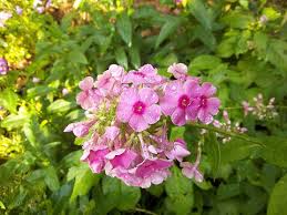 Attēlu rezultāti vaicājumam “Phlox paniculata”