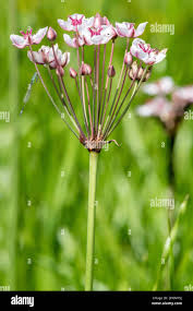 Attēlu rezultāti vaicājumam “Butomus umbellatus bud”