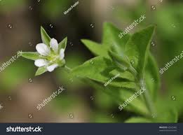 Attēlu rezultāti vaicājumam “Moehringia trinervia bud”