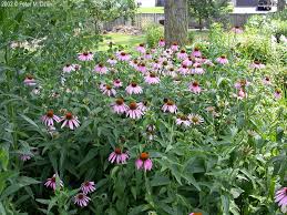 Attēlu rezultāti vaicājumam “Echinacea purpurea leaf”