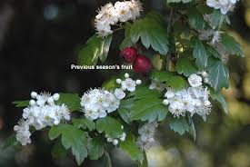 Attēlu rezultāti vaicājumam “Crataegus x macrocarpa leaf”