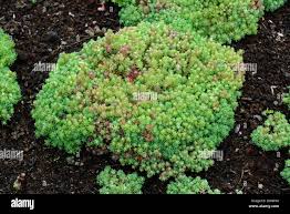 Attēlu rezultāti vaicājumam “Sedum pallidum”