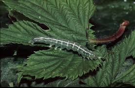 Attēlu rezultāti vaicājumam “Hypena rostralis”