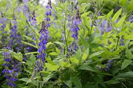 Attēlu rezultāti vaicājumam “Galega orientalis leaf”