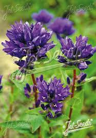 Attēlu rezultāti vaicājumam “Campanula glomerata leaf”