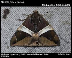 Attēlu rezultāti vaicājumam “Badhamiopsis praetermissa”