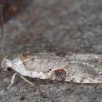 Attēlu rezultāti vaicājumam “Agonopterix alstromeriana”