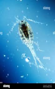 Attēlu rezultāti vaicājumam “Copepoda”