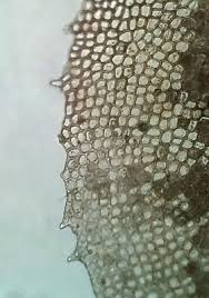 Attēlu rezultāti vaicājumam “Scapania nemorea”