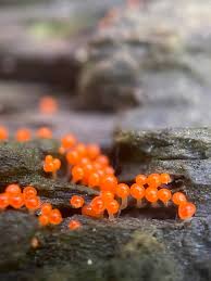 Attēlu rezultāti vaicājumam “Hemitrichia decipiens spores”