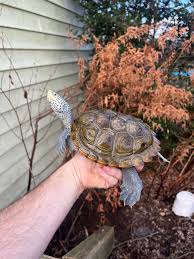 Image result for Malaclemys terrapin