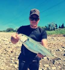 Image result for Alosa fallax