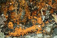 Attēlu rezultāti vaicājumam “Nectria peziza”