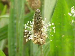 Attēlu rezultāti vaicājumam “Plantago lanceolata”