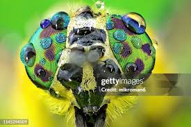 Attēlu rezultāti vaicājumam “Haematopota sp.”