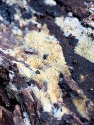 Attēlu rezultāti vaicājumam “Badhamiopsis praetermissa”