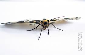 Attēlu rezultāti vaicājumam “Abraxas grossulariata pupa”