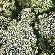 Attēlu rezultāti vaicājumam “Cenolophium denudatum”