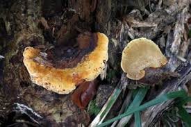 Attēlu rezultāti vaicājumam “Gloeophyllum odoratum”