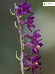 Attēlu rezultāti vaicājumam “Epipactis atrorubens fruit”