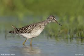 Attēlu rezultāti vaicājumam “Tringa glareola”