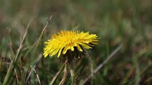 Attēlu rezultāti vaicājumam “Tragopogon heterospermus flower”