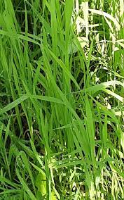 Attēlu rezultāti vaicājumam “Leersia oryzoides”