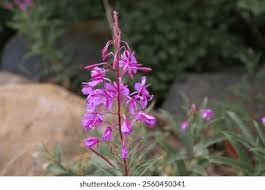 Image result for Weidenröschen