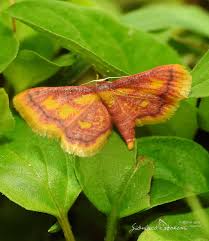 Attēlu rezultāti vaicājumam “Idaea muricata”