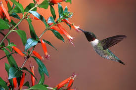 Image result for Cuphea ignea