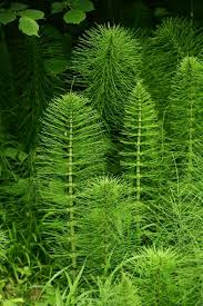 Attēlu rezultāti vaicājumam “Equisetum telmateia”