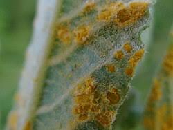 Attēlu rezultāti vaicājumam “Melampsora epitea”