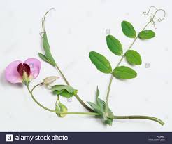 Attēlu rezultāti vaicājumam “Pisum sativum leaf”