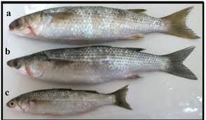 Image result for Mugil liza