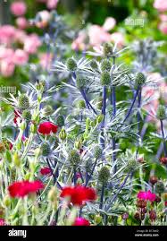 Attēlu rezultāti vaicājumam “Eryngium planum flower”