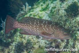 Image result for Mycteroperca olfax