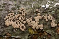 Attēlu rezultāti vaicājumam “Xylobolus frustulatus”