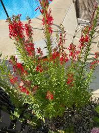 Image result for Lobelien