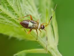 Attēlu rezultāti vaicājumam “Closterotomus biclavatus”