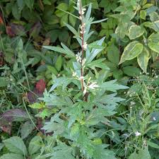 Attēlu rezultāti vaicājumam “Artemisia vulgaris leaf”